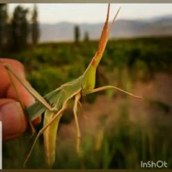 اطلاعات عمومی