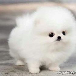 ایا شما نابغه هستید