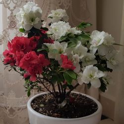 حقیقت های برگ ریزون در مورد گیاهان