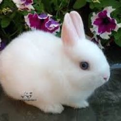 عکس های بامزه از خرگوش ها🐰