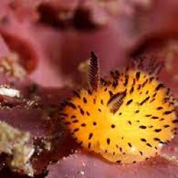 خرگوش دریایی