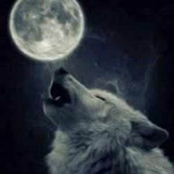 اطلاعات راجب گرگ ها🐺