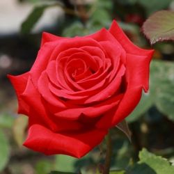 زیباترین گل های جهان🌹