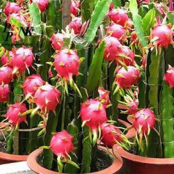 [اطلاع درباره میوه اژدها ]