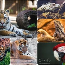 حیوونای دو رگه عجیب😯