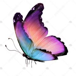 شخصیت شناسی با پروانه 🦋