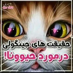 کاور