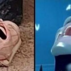 شباهت میراکلس