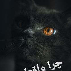 زیبا ترین پل های جهان 😃 از نظر یک بنده خدا 😐