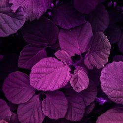 حقایق غمگینی که شاید نمیدونستی🍉🌸