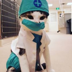 بفهمی شاخ در میاری😲 ( حیوانات )