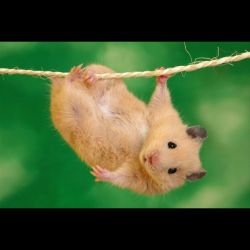 چقدر درباره همستر ها میدونی؟