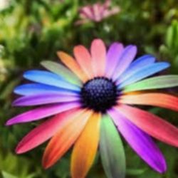 شباهت های عجیب سلب ها به شخصیت های کارتونی