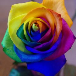 کدوم آدامس رو دوست داری