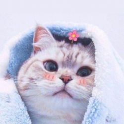 والپیپر های کیوت