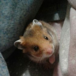 یاد بود پسملم دنولو