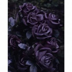 شادی‌های کوچیک توی زندگی🐚🌿