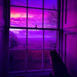 دوست شناصیح:) 🥱💜