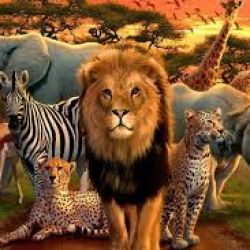 چقدر از حیوانات اطلاع داری?