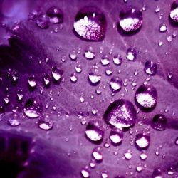 عکس بنفش برا پروف 💜