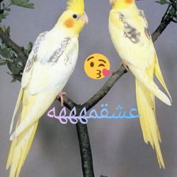 نگه داری از هروس هلندی