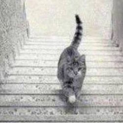 تست خطای دید ( ۲ )