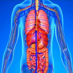 چقدر بدنتو میشناسی
