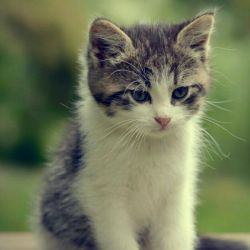 عکس عکس پروفایل