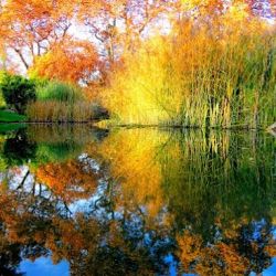 طالع بینی به سبک هری پاتر