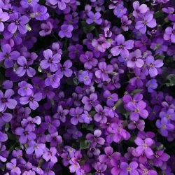 هر چیزی که شما بخواید💜