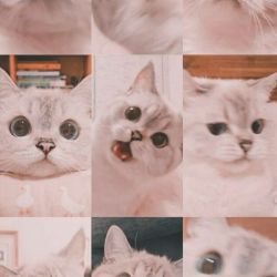 عکس خانواده میچل