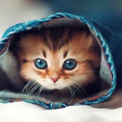 چقدر شبیه گربه ها هستی😻🐈