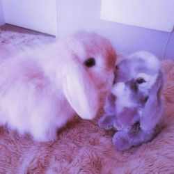 عجی مخاااام💃🏻😐