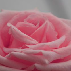 چقدر شبیه منی