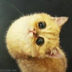 تست حیوان درون تو