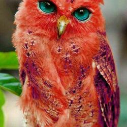 عکس گوگولی از حیوونا