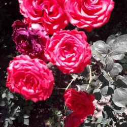 بهترین اجیام