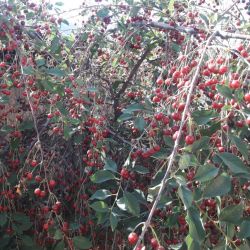 عکس آیا تنبلی یا نه