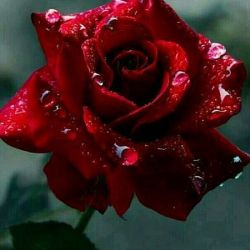 میخوام از تستچی برم😢