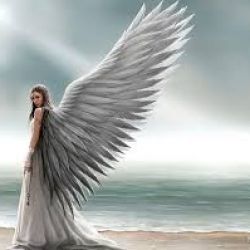 چه نوع پری بال داری میشی