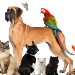 حقایق جالب درباره ی حیوانات