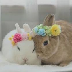 ✨چالش محله✨