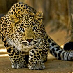 چجوری تو معرفی تستمون چیزی ننویسیم؟