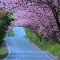 حقایق عجیب و غریب 1