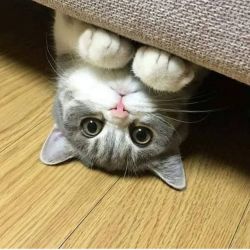 حقایق پشم ریزون