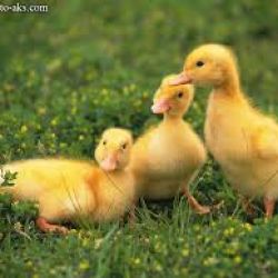 بهترین فالورم