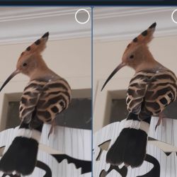 عکس از دارکوبم😊⁦❤️⁩