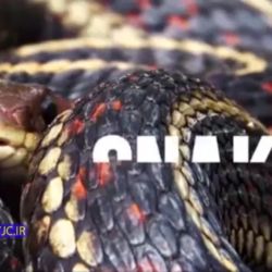 از دید حیوانات