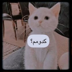 کاور
