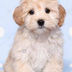 عکس از سگ نژاد  مالیپو 😍☺